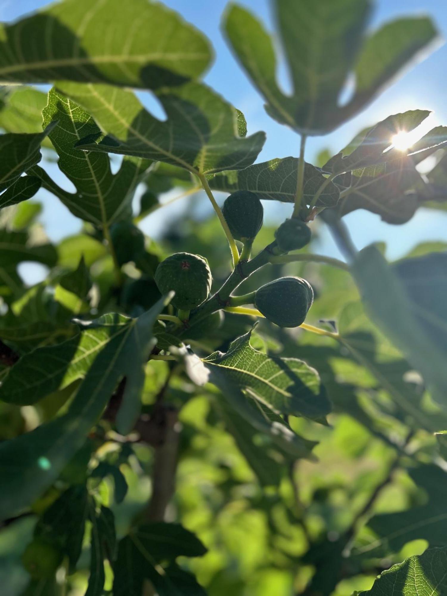 Rabahidveg Csodaszarvas Vendeghazak מראה חיצוני תמונה